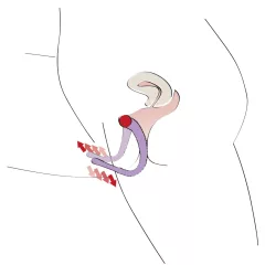 You2Toys - Intimate Spreader hüvely széthúzó