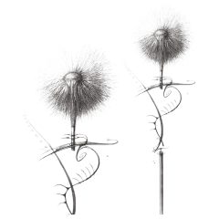   / Geisha Balls 2 - variálható gésagolyó szett (pink-fehér)